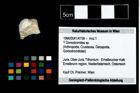 Foto (Objekt + Etikett) von ? Goniodromites sp.  (NHMW-GEO-1990-0041-4758)